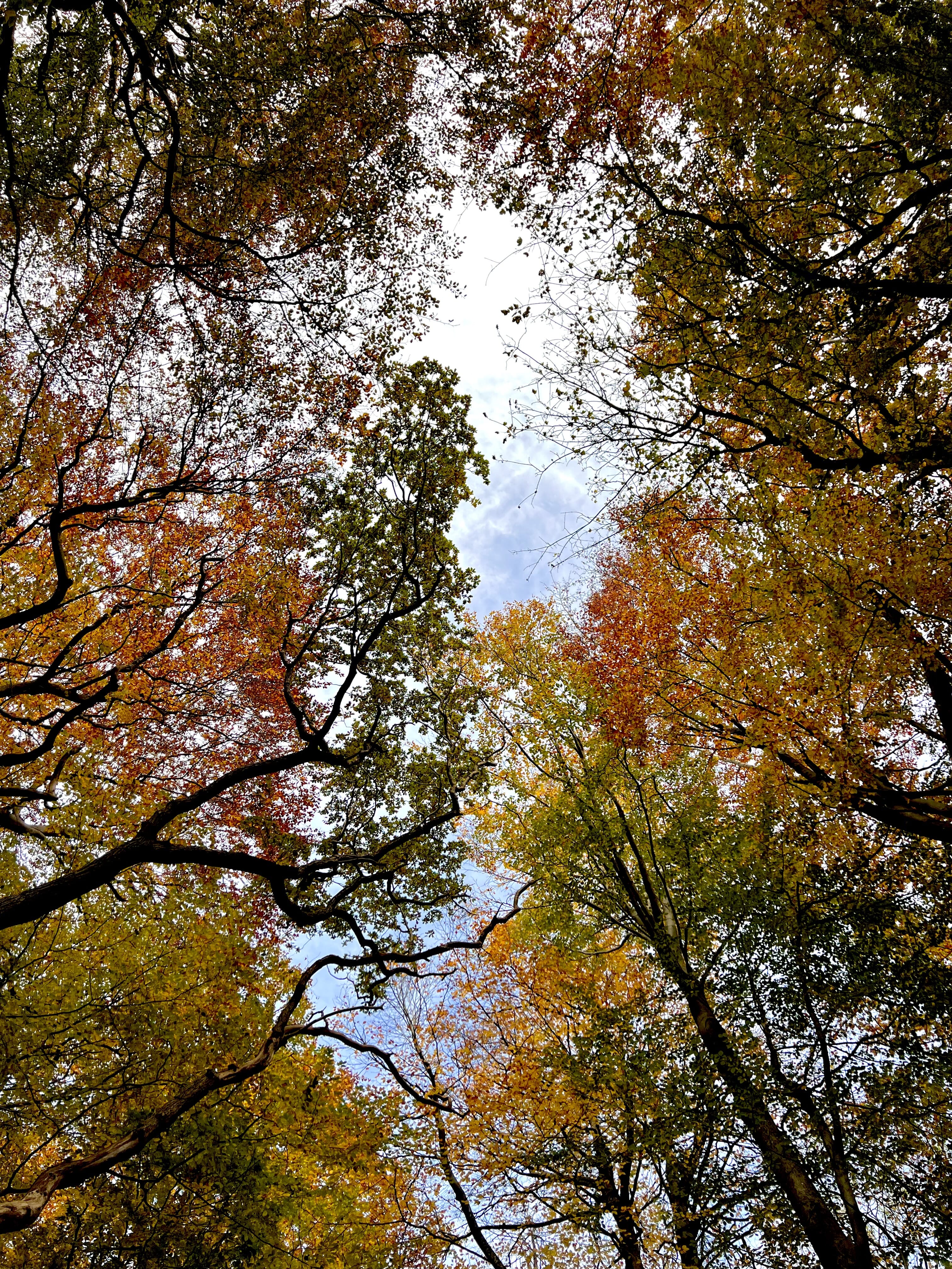 Autumn Treetops